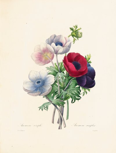 Anemone, graviert von Langlois, aus 